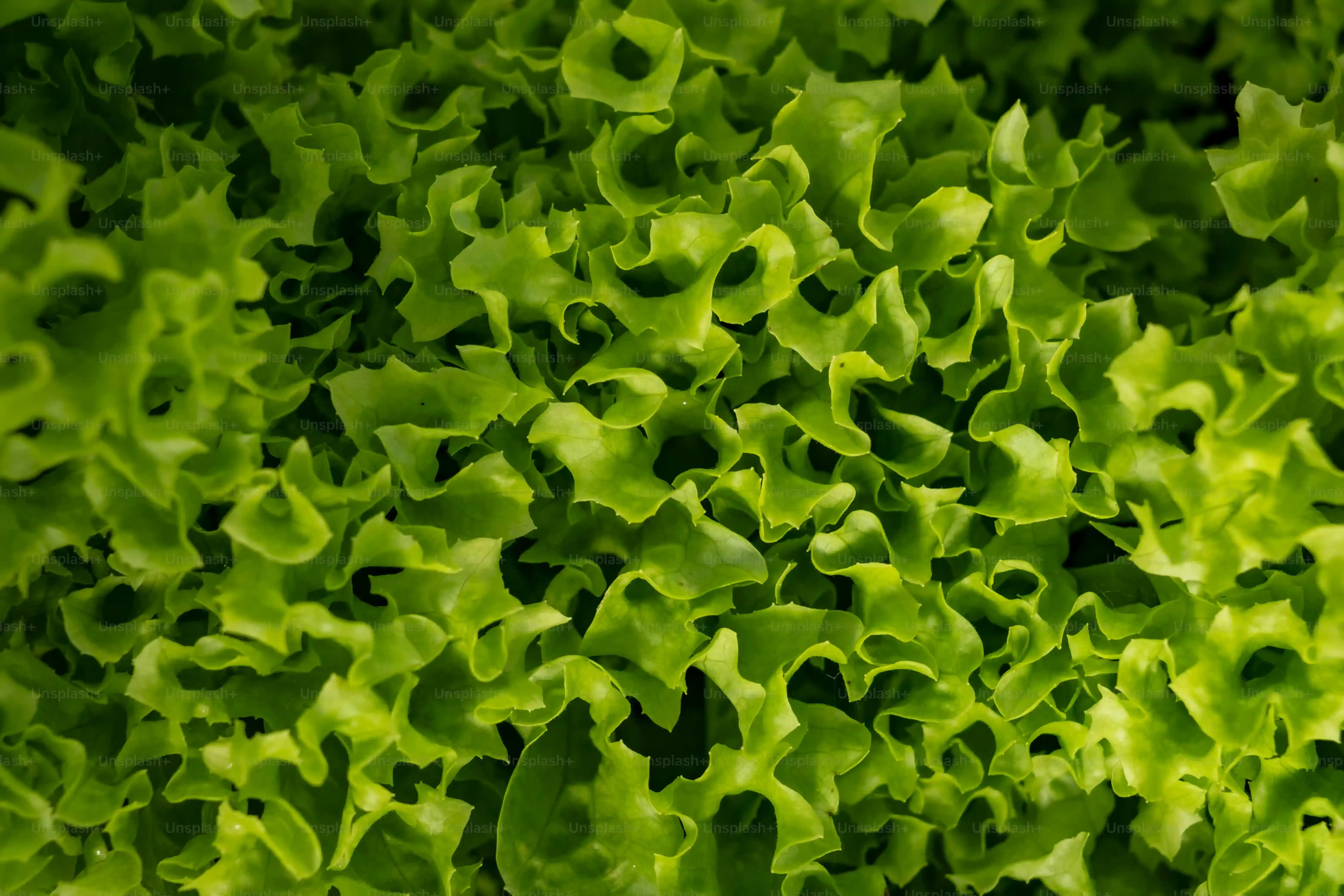 多肉植物の英語名を楽しく覚える方法