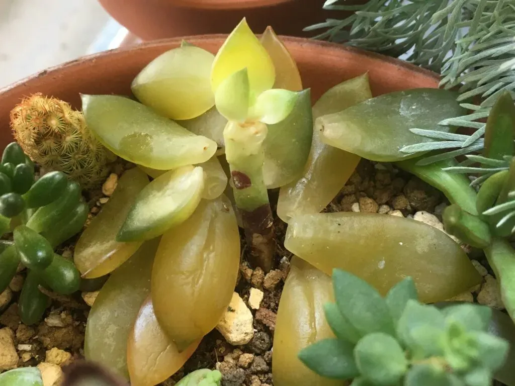 多肉植物の葉が落ちる症状別チェックリスト