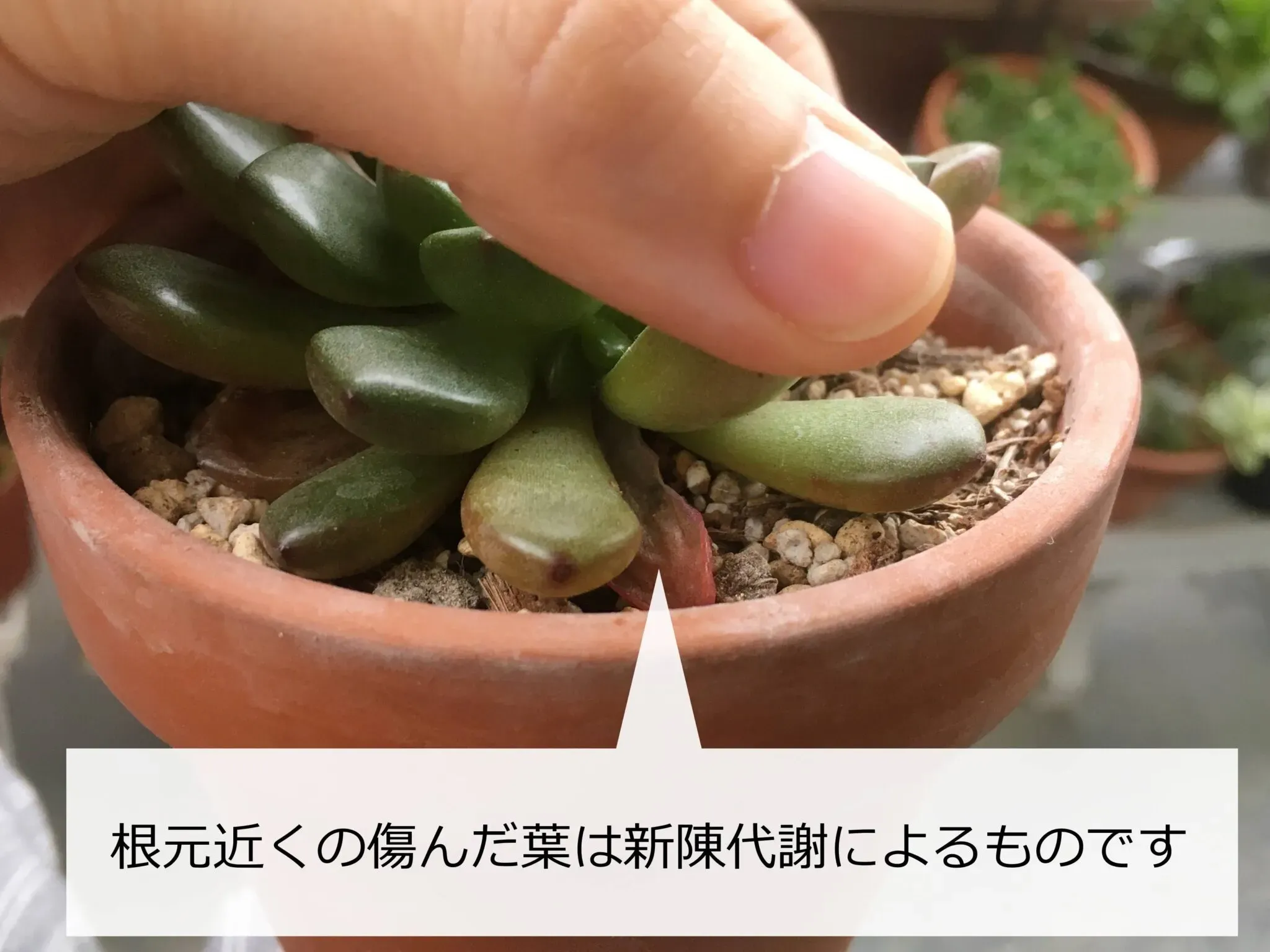 多肉植物の葉が落ちる...よくある質問Q&A（初心者向け）