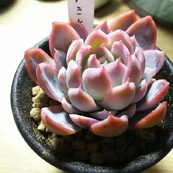 多肉植物の赤み、それは元気な証拠？それともSOS？