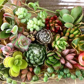 多肉植物の通販、メリットとデメリット