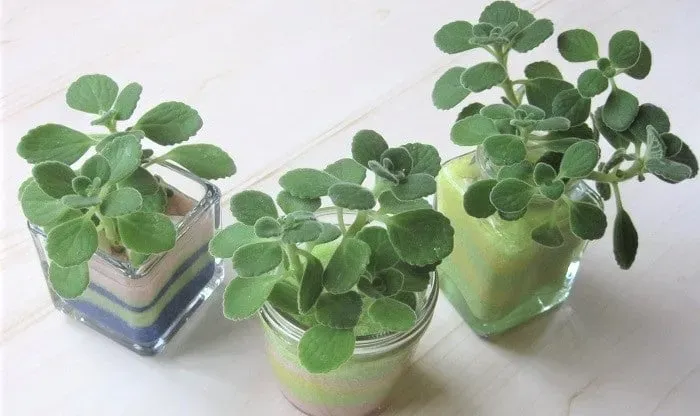 多肉植物の香りの世界へようこそ