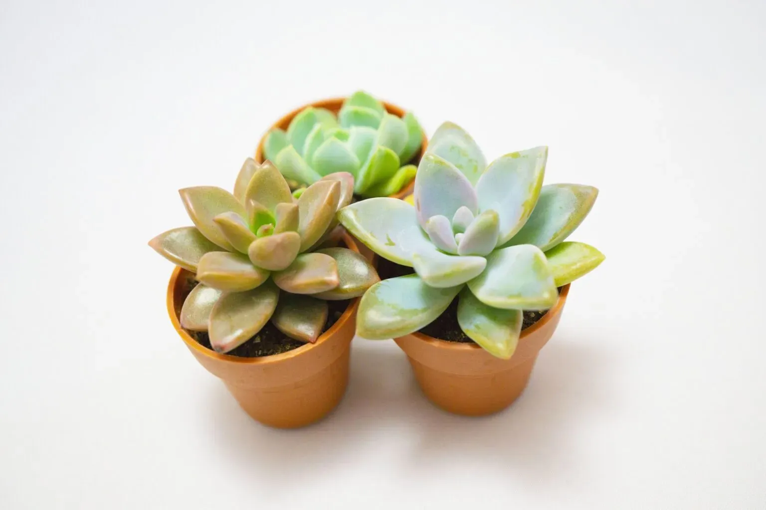 多肉植物の魅力と「多肉植物 初心者 何から始める」かの全体像