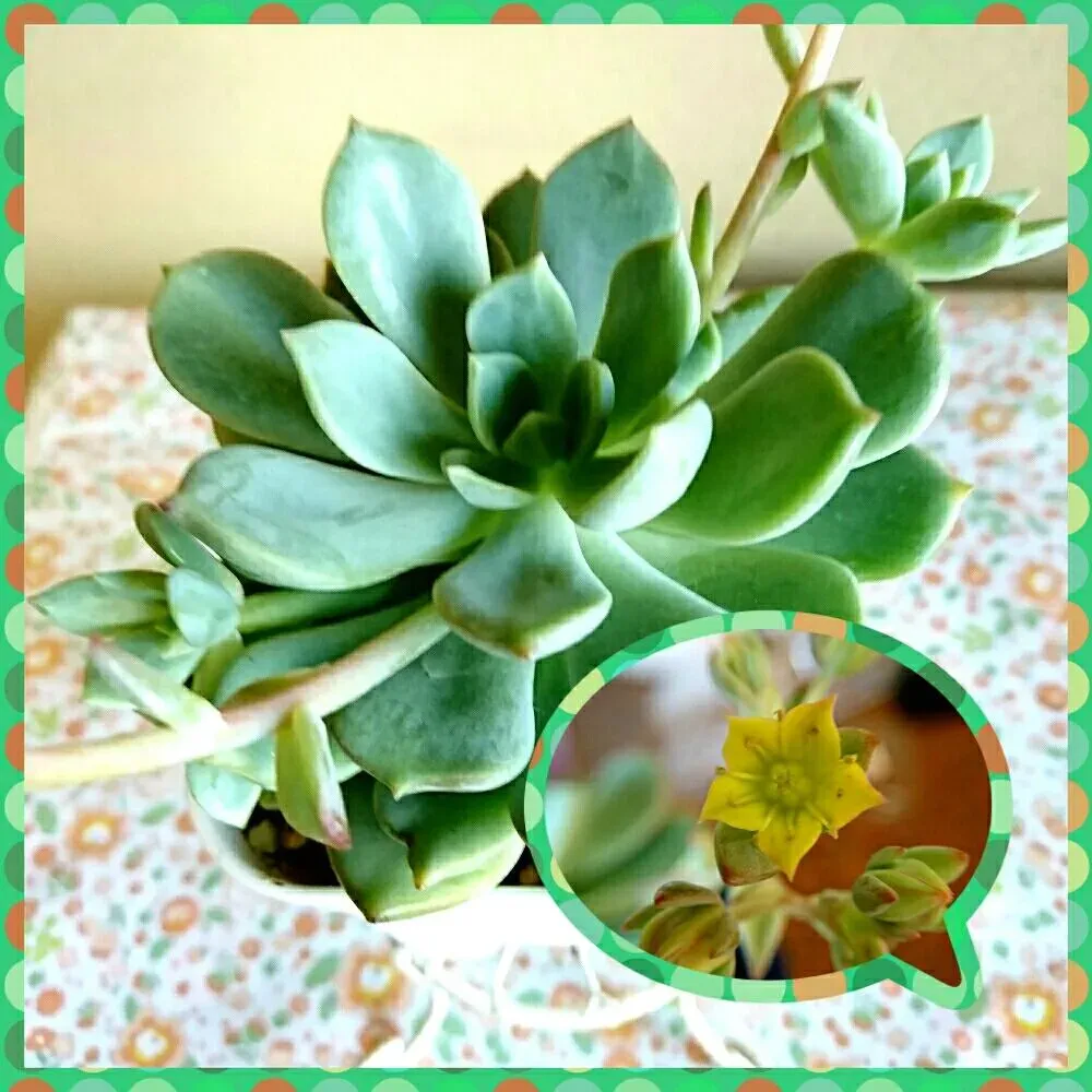 多肉植物の黄色い花を咲かせる育て方のポイント