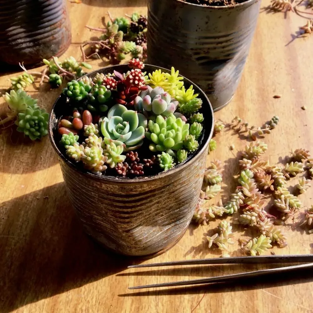 多肉植物のSOS！トラブル解決ガイド