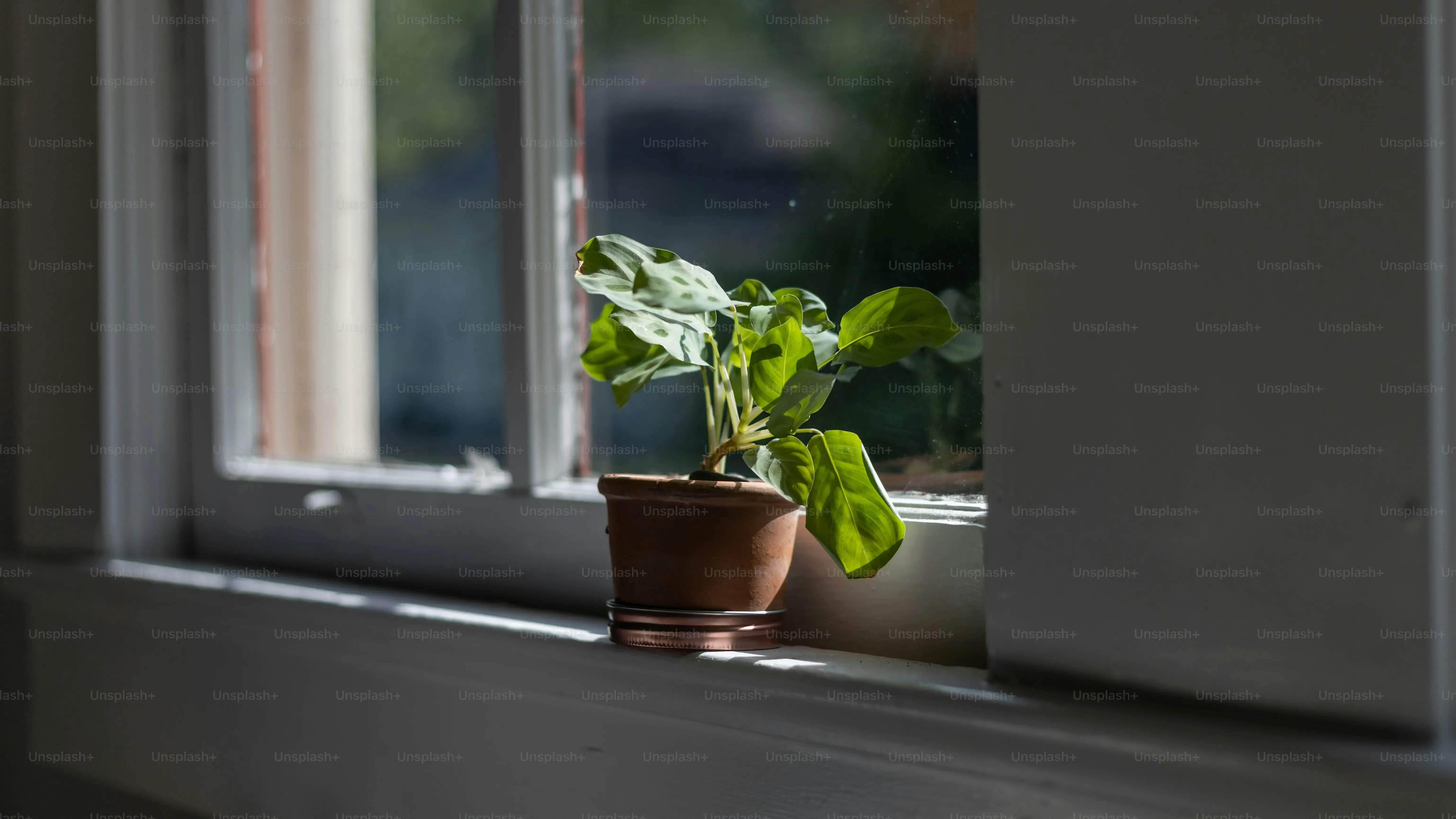 多肉植物は室内でも育てられる？よくあるQ&A
