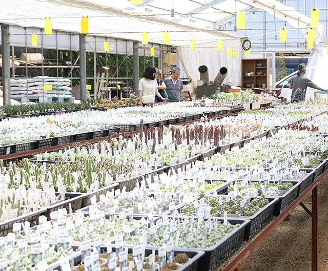 多肉植物をたくさん扱うお店の種類と特徴