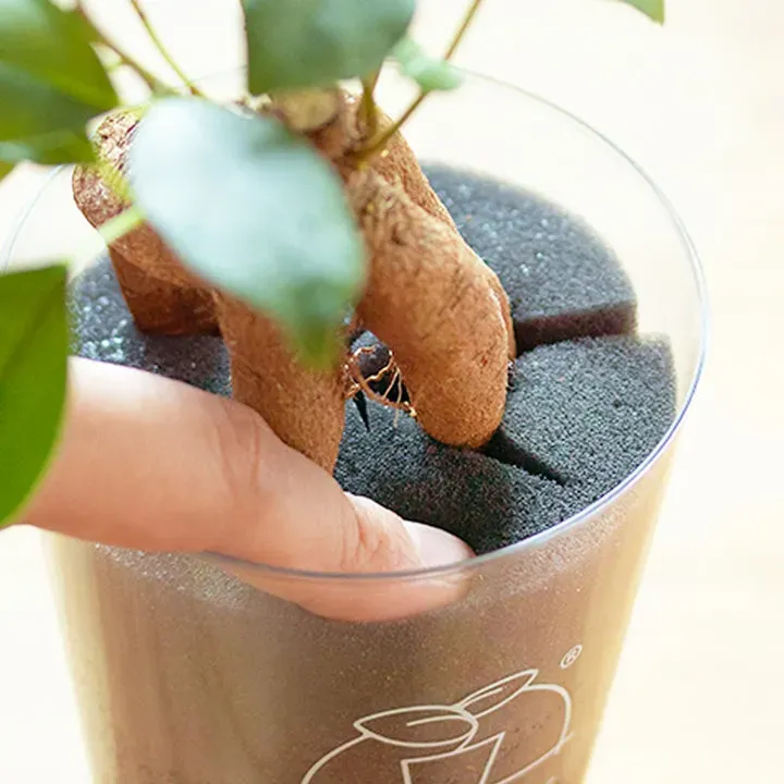 多肉植物をスポンジで育てるってどういうこと？