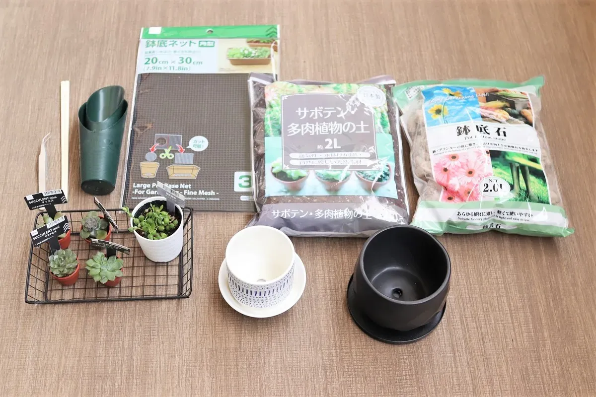 多肉植物をダイソーの土で育てる時の注意点とコツ