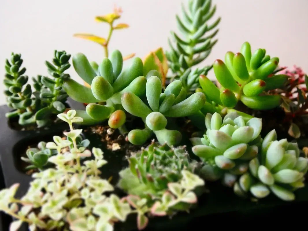 多肉植物を冬に外に放置、その前に知るべき寒さのリスク