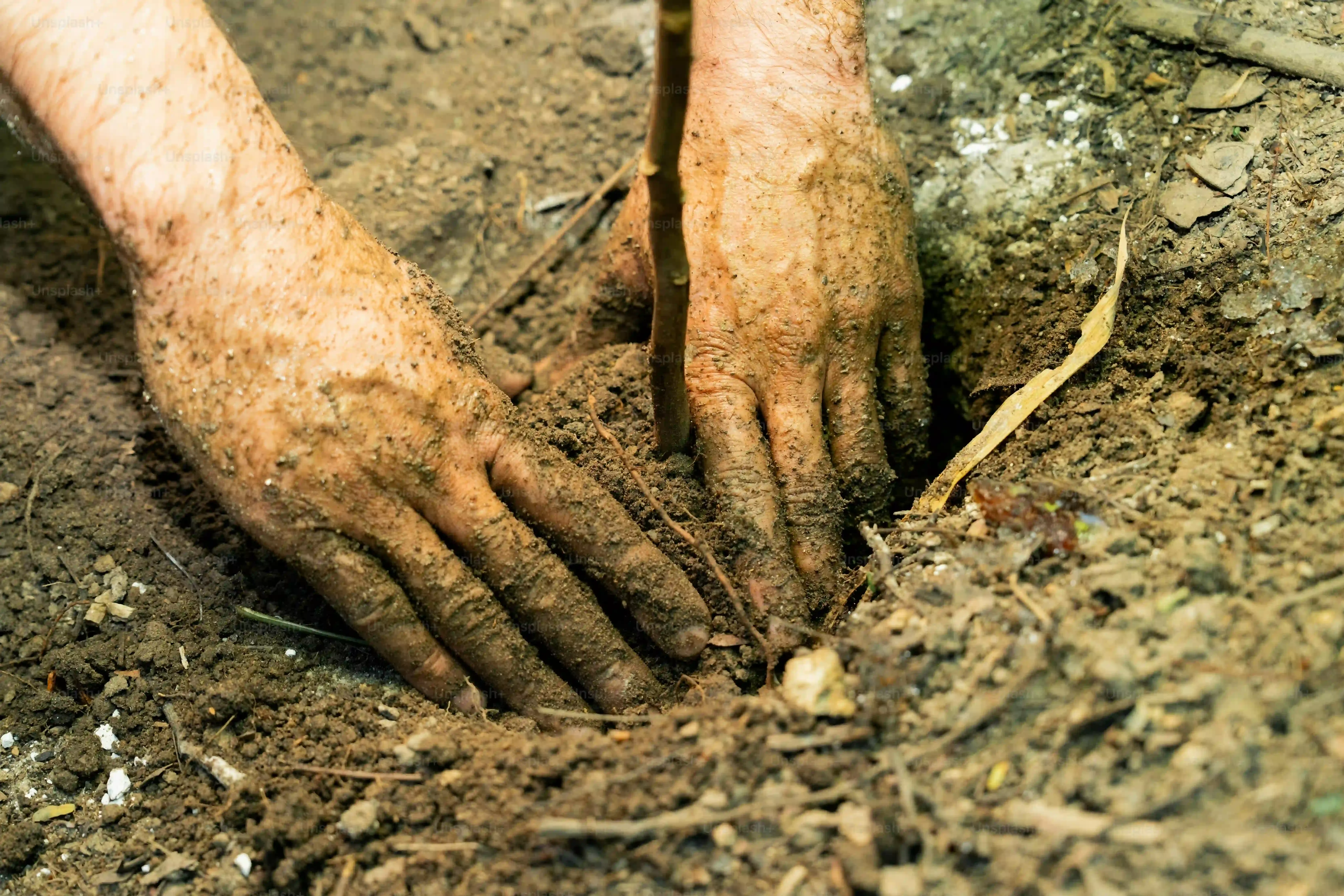 多肉植物を土なしで育てる具体的な手順と管理のコツ