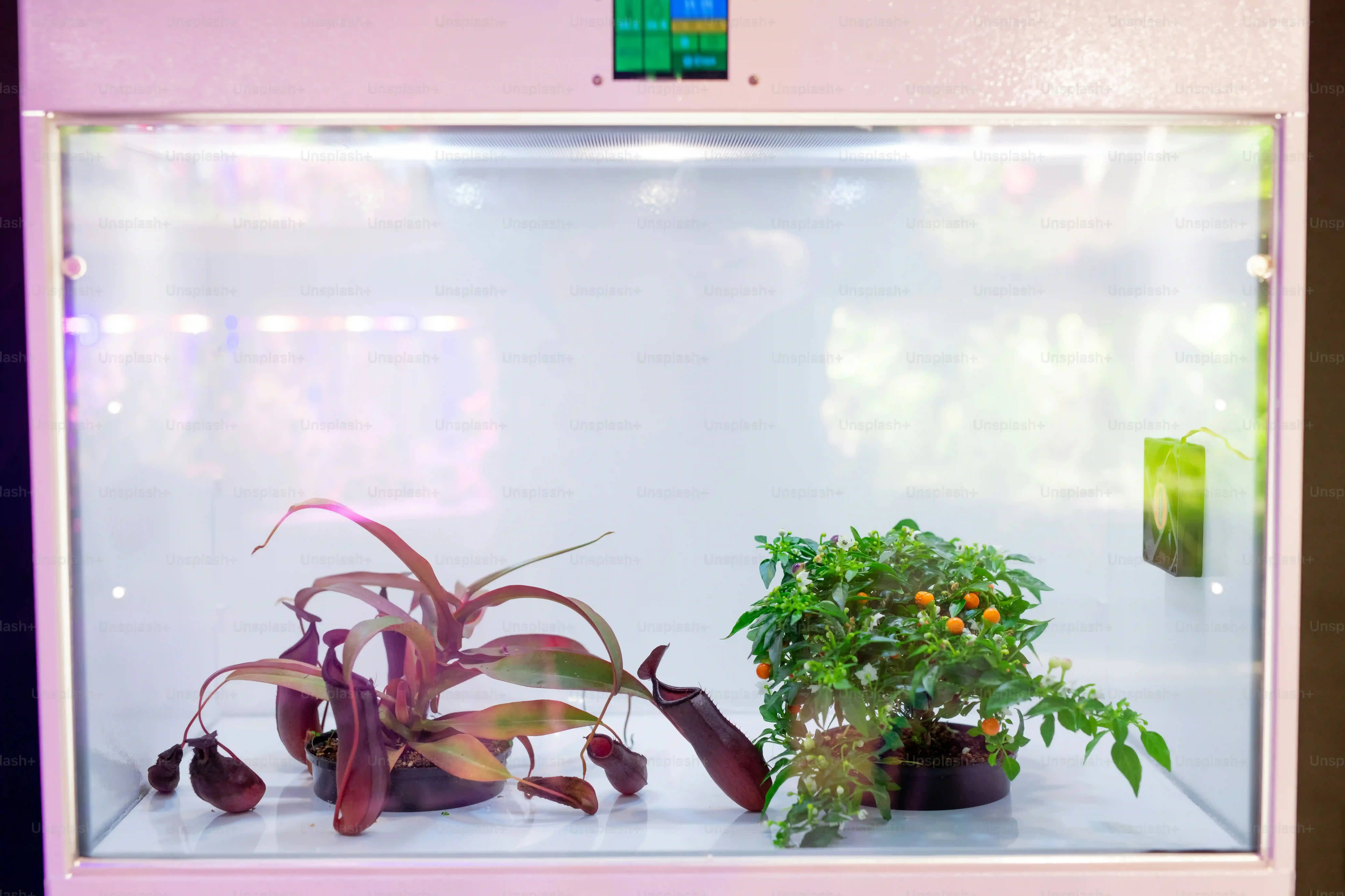 多肉植物を室内で育てるための基本ステップ