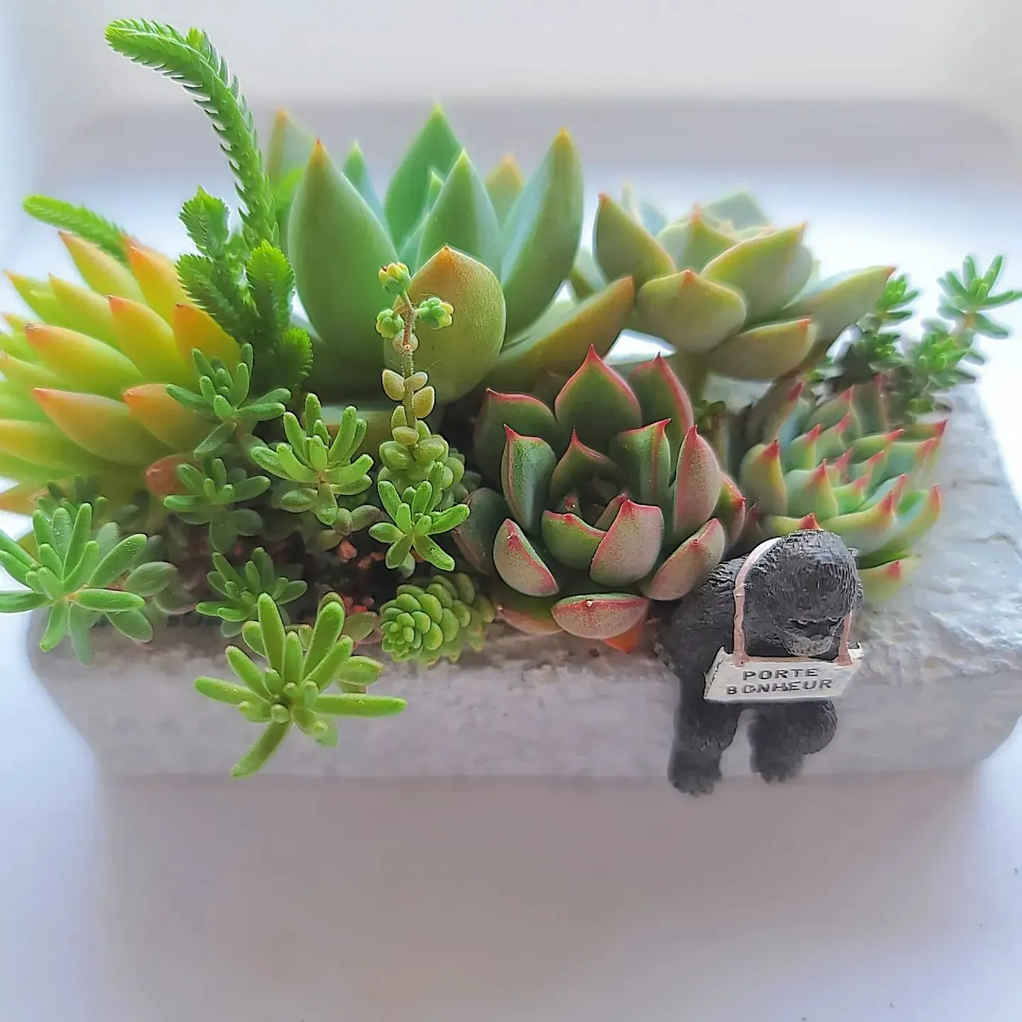 多肉植物を室内で育てるのにおすすめの品種とよくある質問