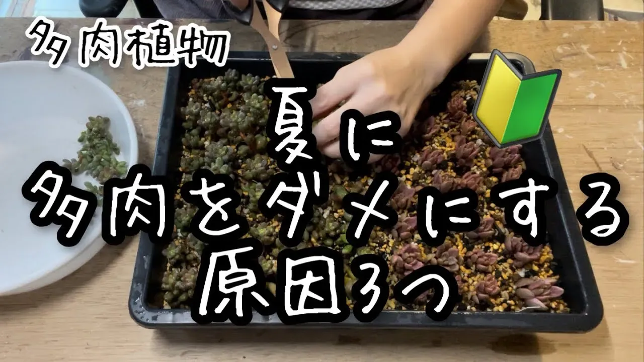 多肉植物を枯らさないために 初心者さんが知っておきたいこと