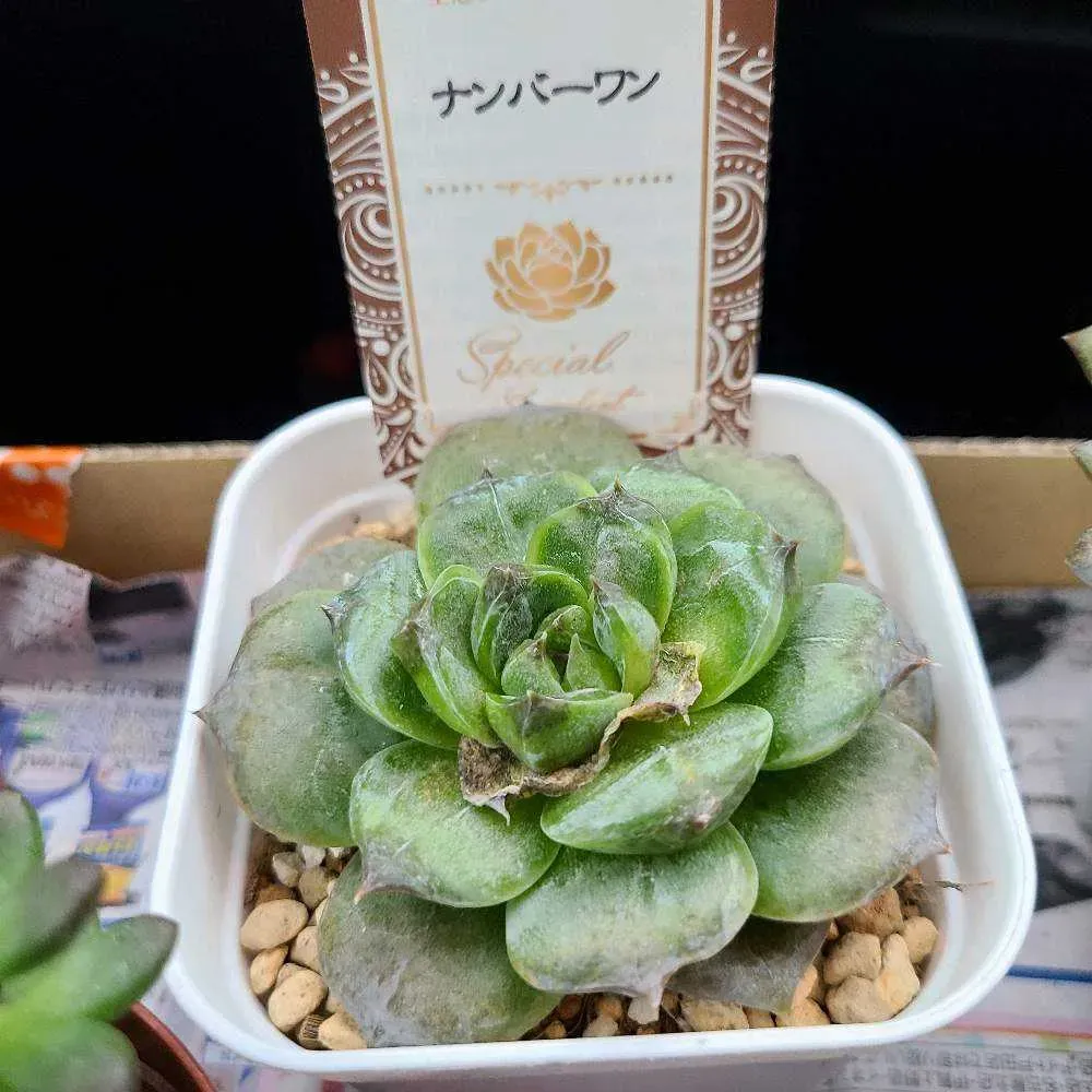 多肉植物を枯らさない！基本の育て方