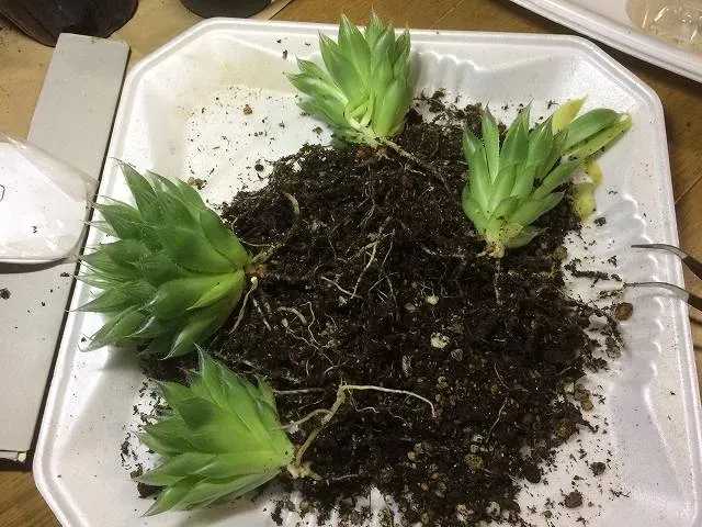 多肉植物を株分けで増やすってどういうこと？