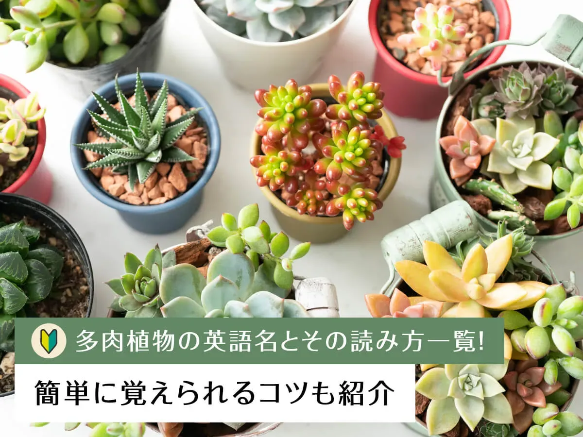 多肉植物を英語で楽しむ：海外の園芸ショップや情報サイト