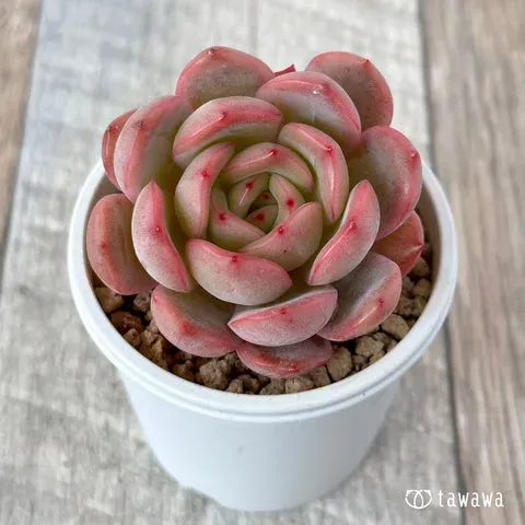多肉植物を英語で知る：基本の呼び方