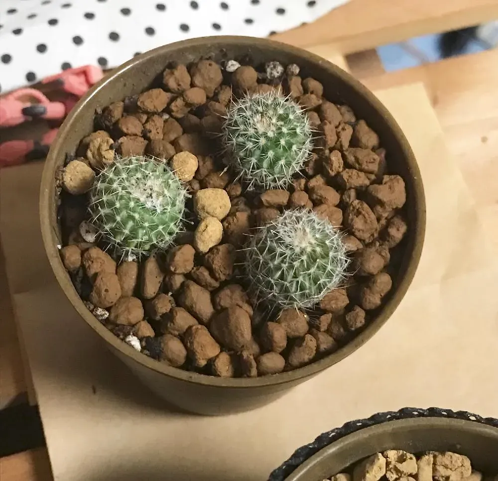 多肉植物を赤玉土だけで元気に育てる管理のポイント
