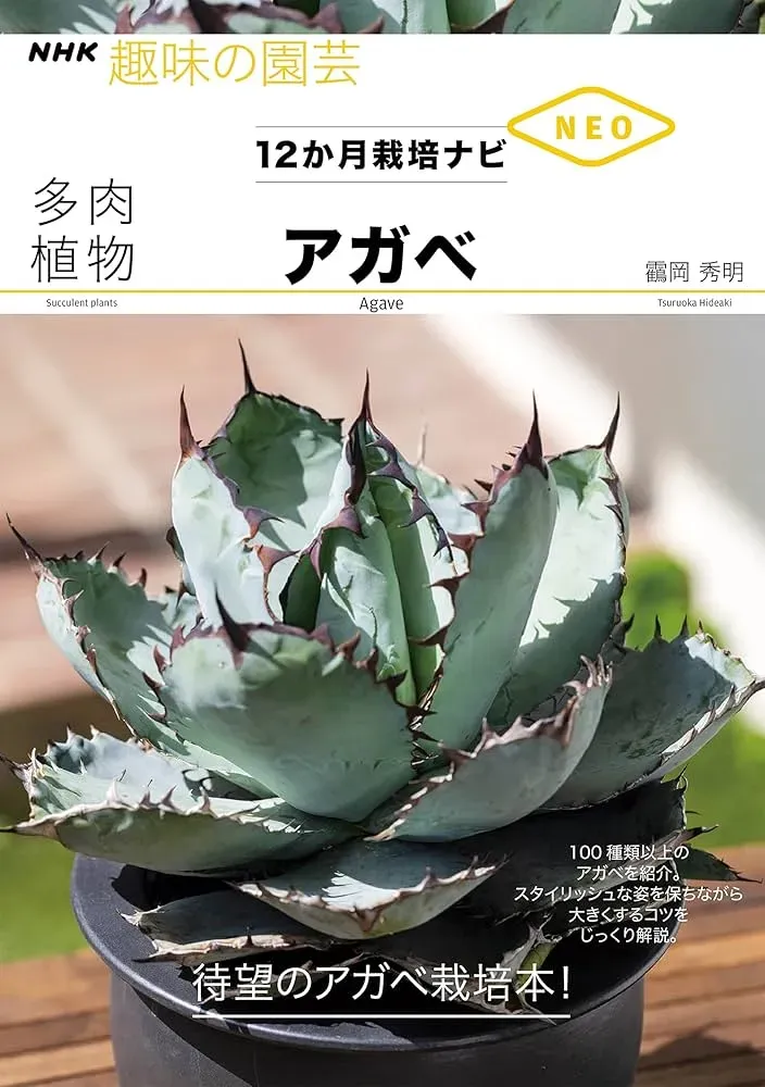 多肉植物アガベのトラブル、これで解決！