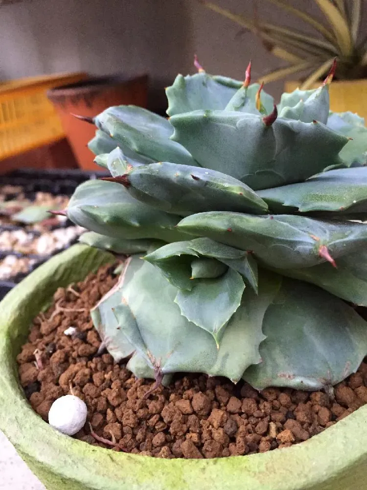 多肉植物アガベをもっと増やす方法：植え替えと株分け