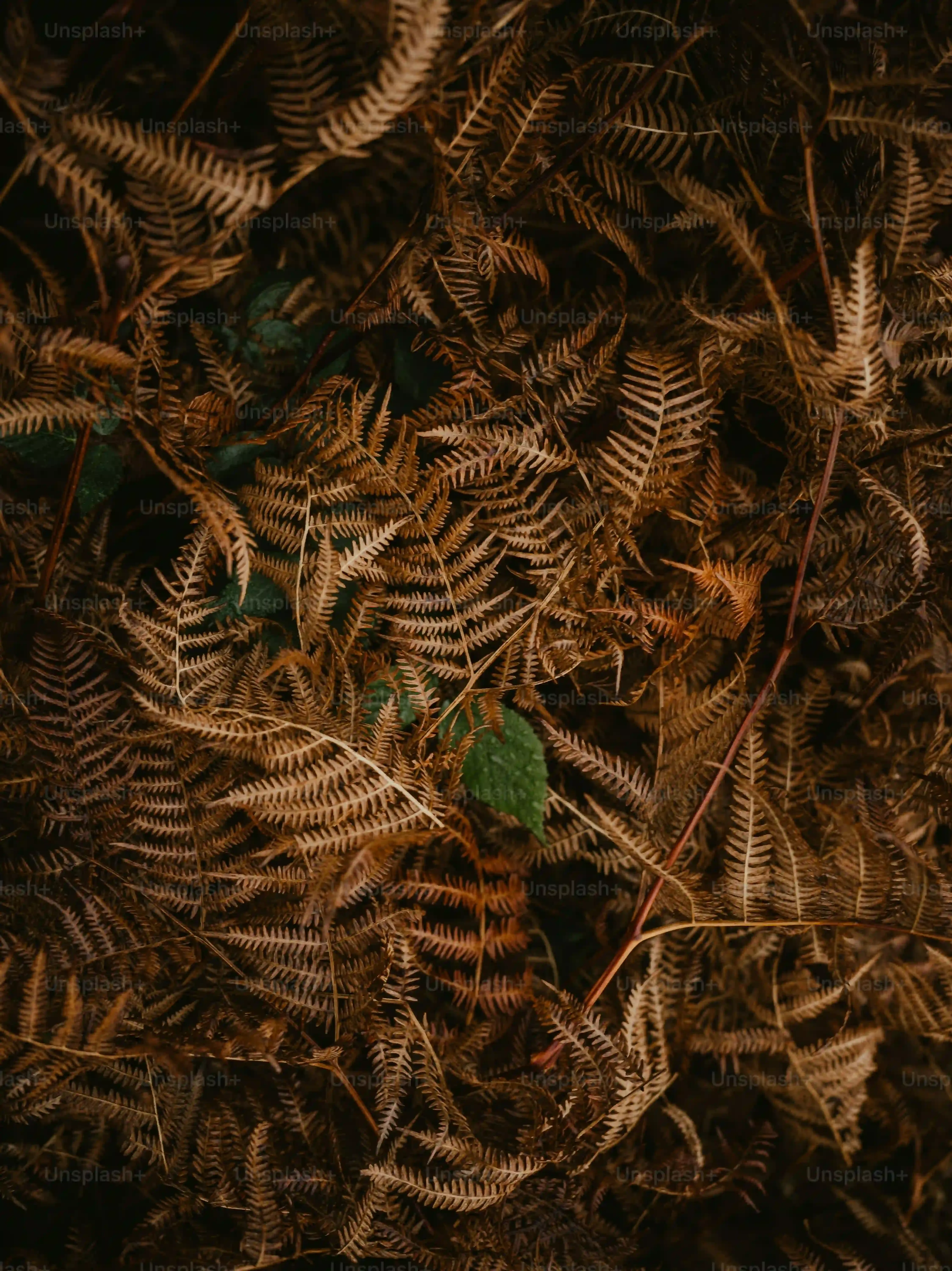 多肉植物エケベリアを増やす方法：葉挿しと挿し木