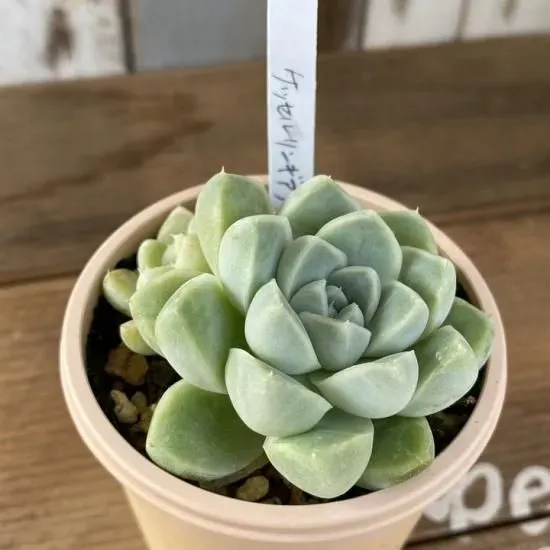 多肉植物ケッセルリンギアナってどんな種類？