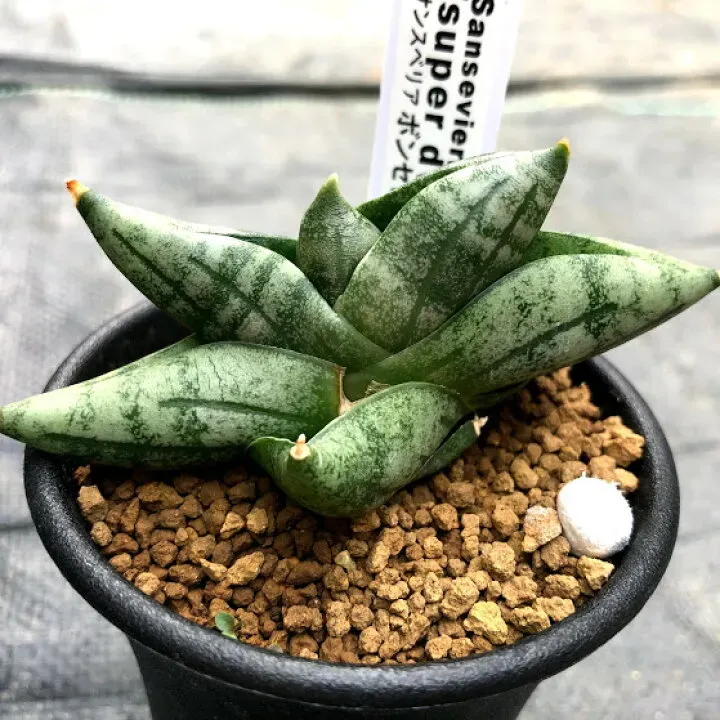 多肉植物サンスベリアとは？人気の秘密と知っておきたい基本