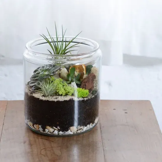 多肉植物テラリウムでよくあるトラブルとその対策