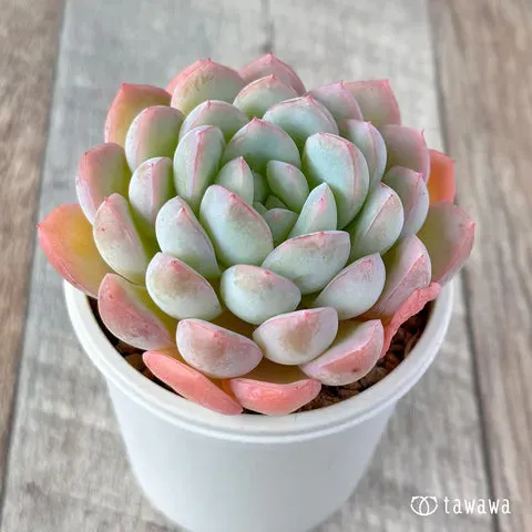 多肉植物栽培の超基本！知っておきたい水やりと置き場所