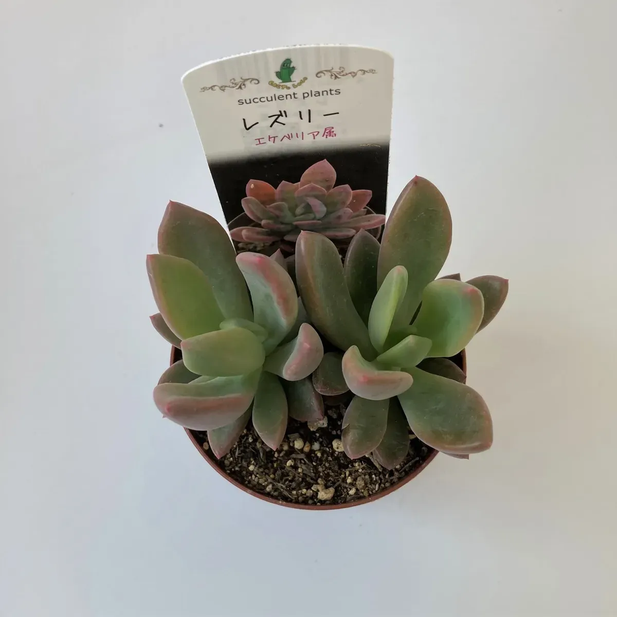 失敗しない！ 多肉植物 レズリー の基本の育て方（水やり・土・置き場所）