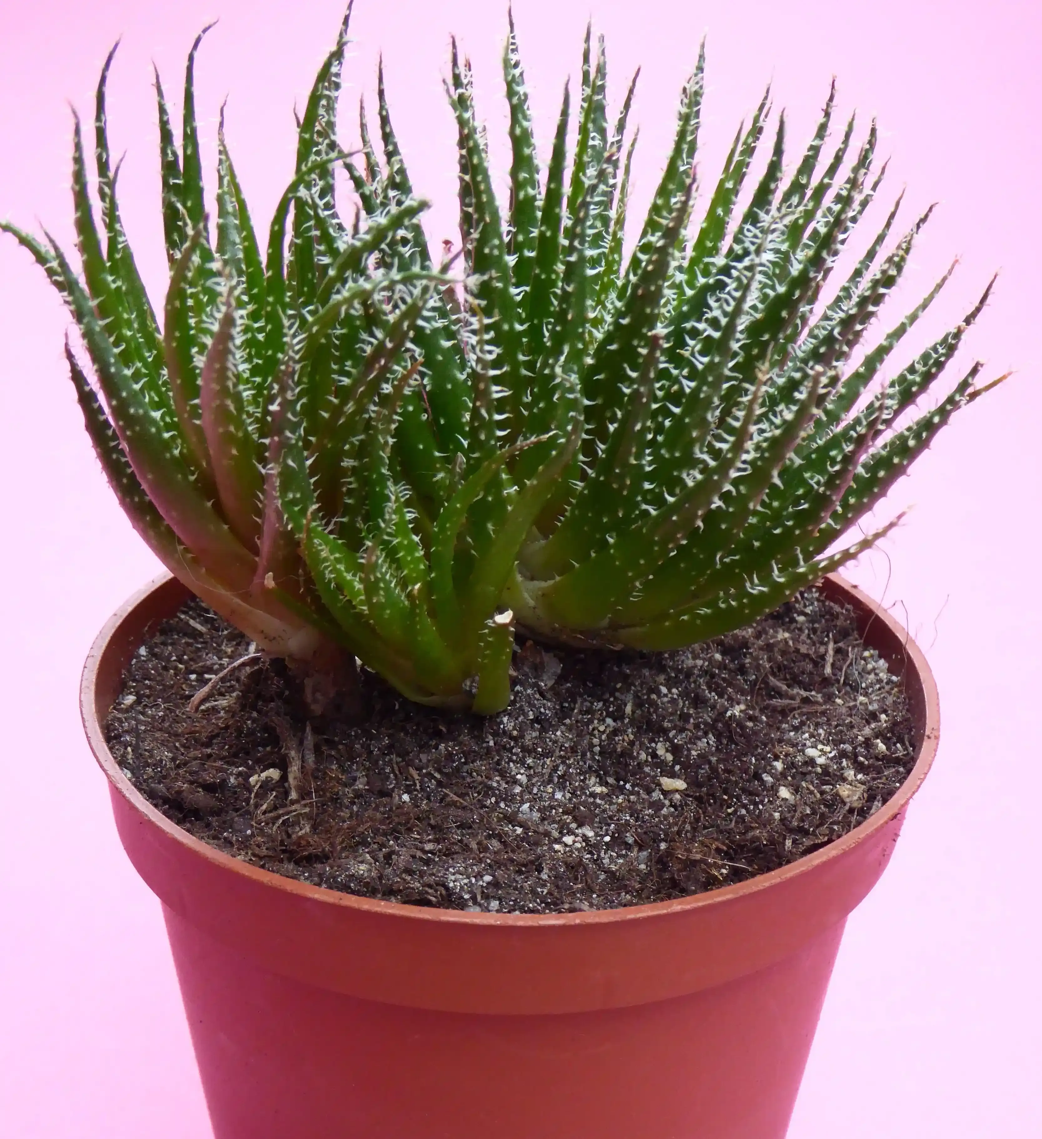 失敗しない！多肉植物 アロエの育て方とコツ