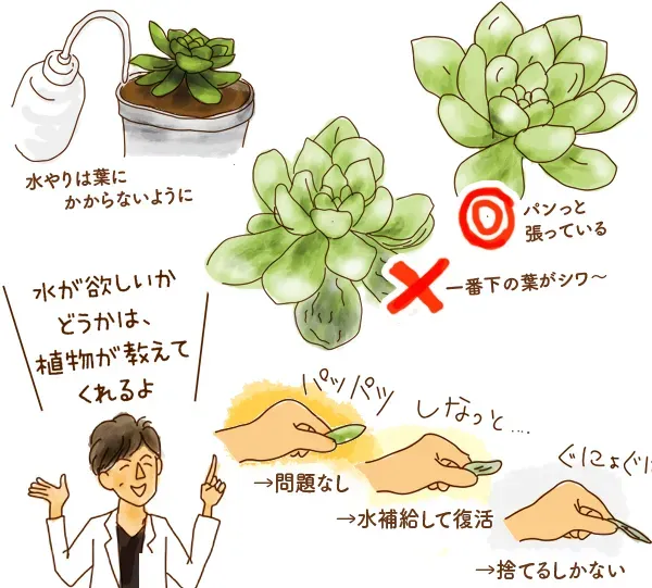 失敗しない！多肉植物 手入れのコツ