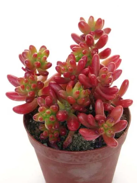 失敗しない！多肉植物 虹の玉の育て方