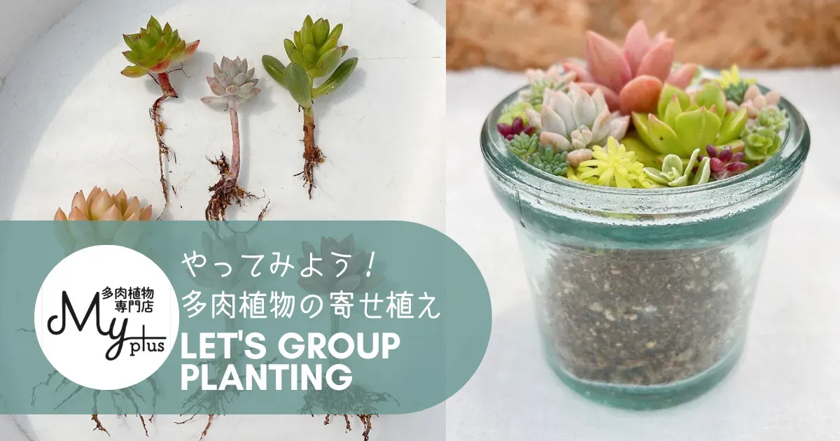 子供と育てる多肉植物 簡単！おすすめの種類
