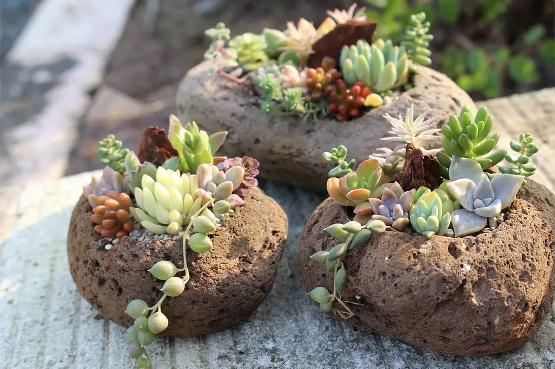 子供と育てる多肉植物 簡単！初めてでも絶対枯らさない方法
