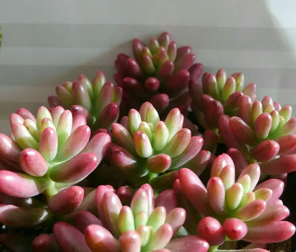 季節ごとに変わる！多肉植物 オーロラの年間管理法