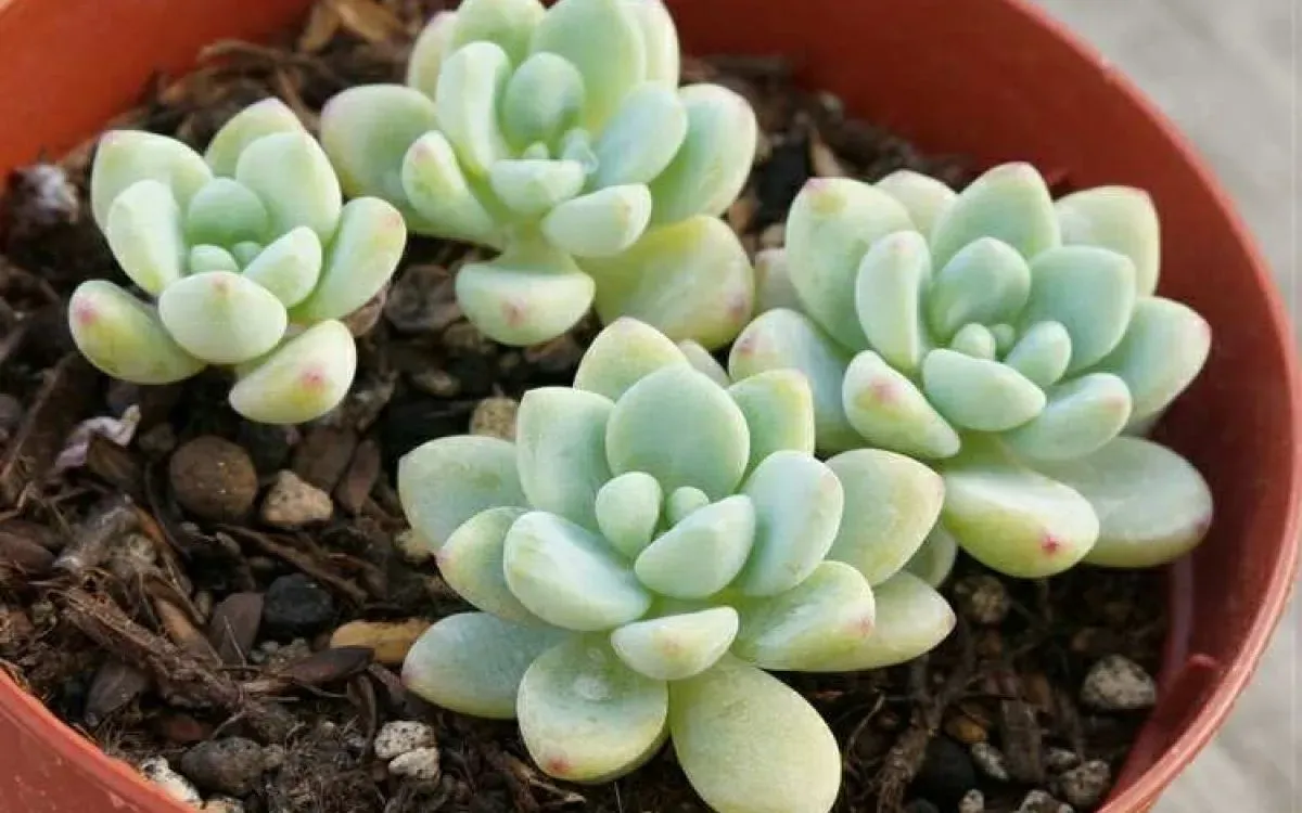 季節ごとのロッティー 多肉植物のお手入れ方法