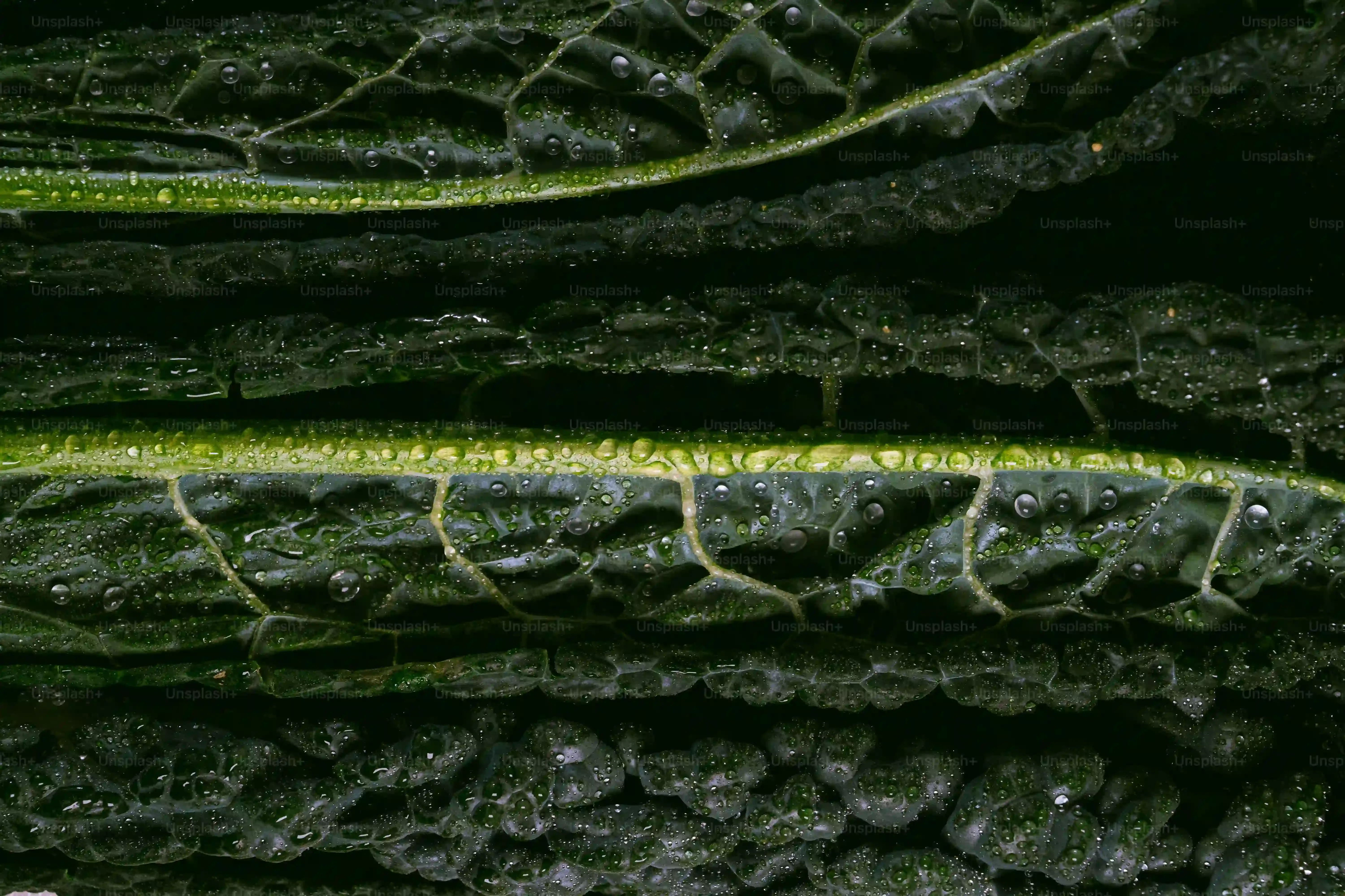 季節ごとの多肉植物 ルシタのお手入れ