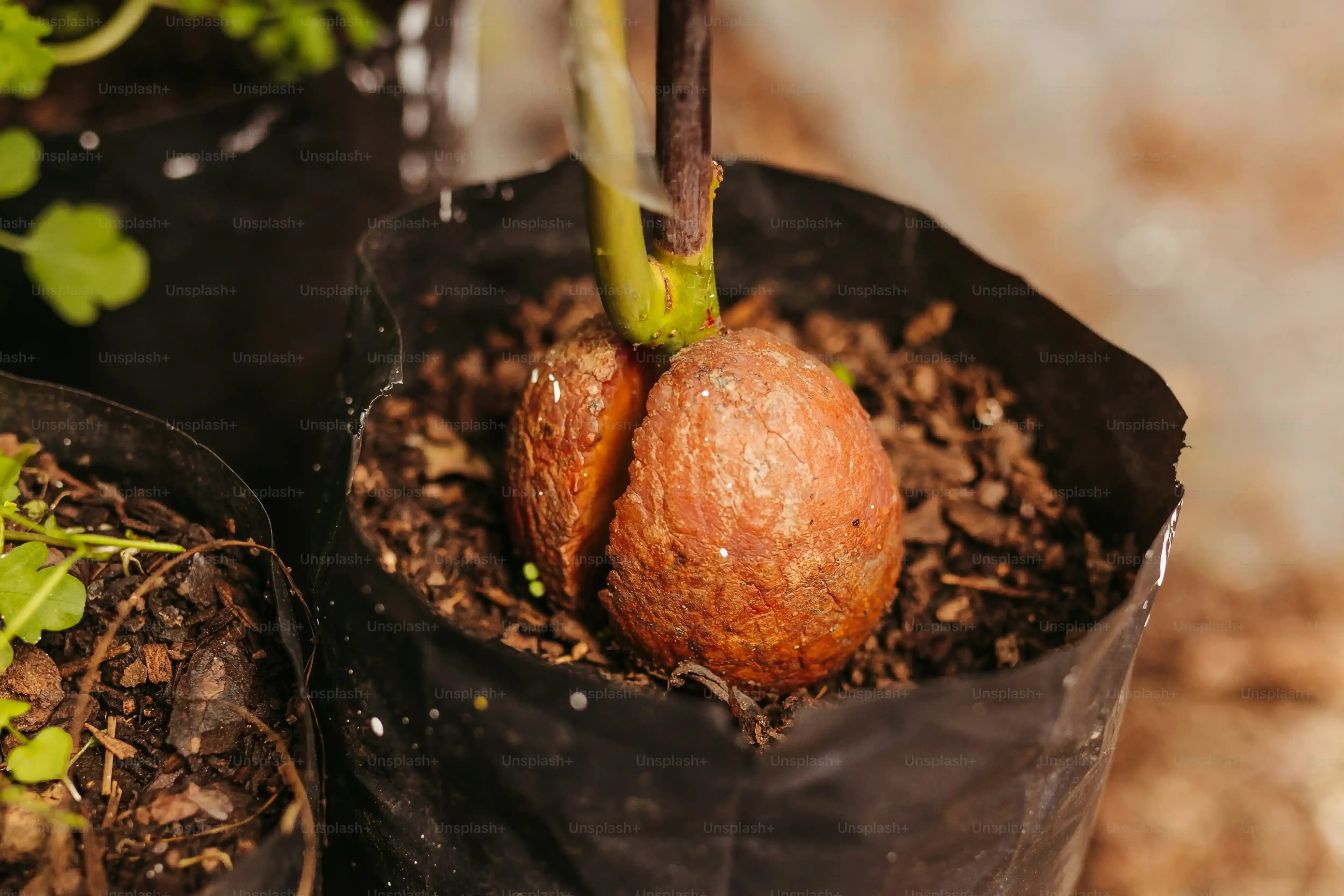 季節で変わる 多肉植物 育て方：水やりと置き場所の秘訣