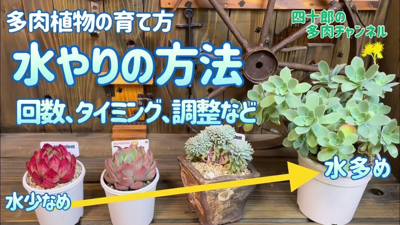 季節で変わる！多肉植物 水やり 頻度の調整方法