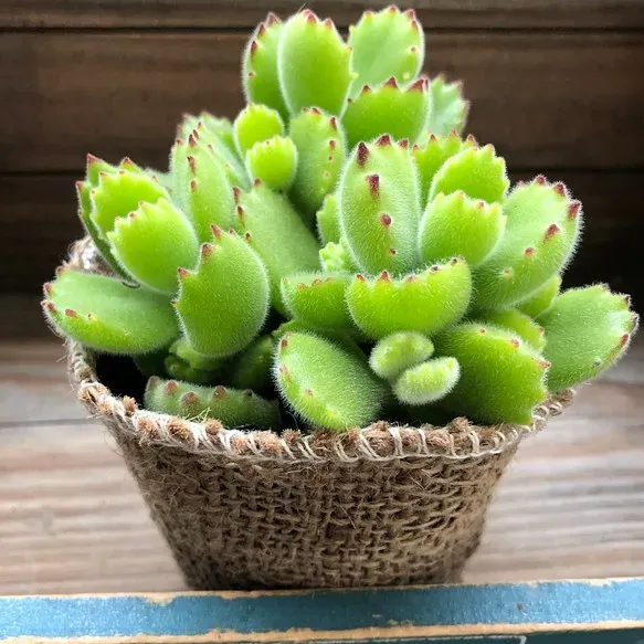 季節で変わる！多肉植物 熊の手の年間管理ガイド