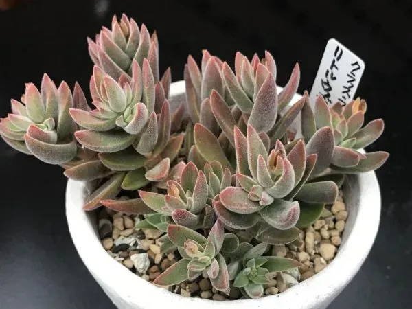 季節で変わる？多肉植物 クラッスラ属の年間管理