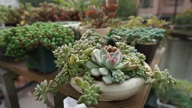 実践！多肉植物 脇芽 取り方 ステップバイステップ