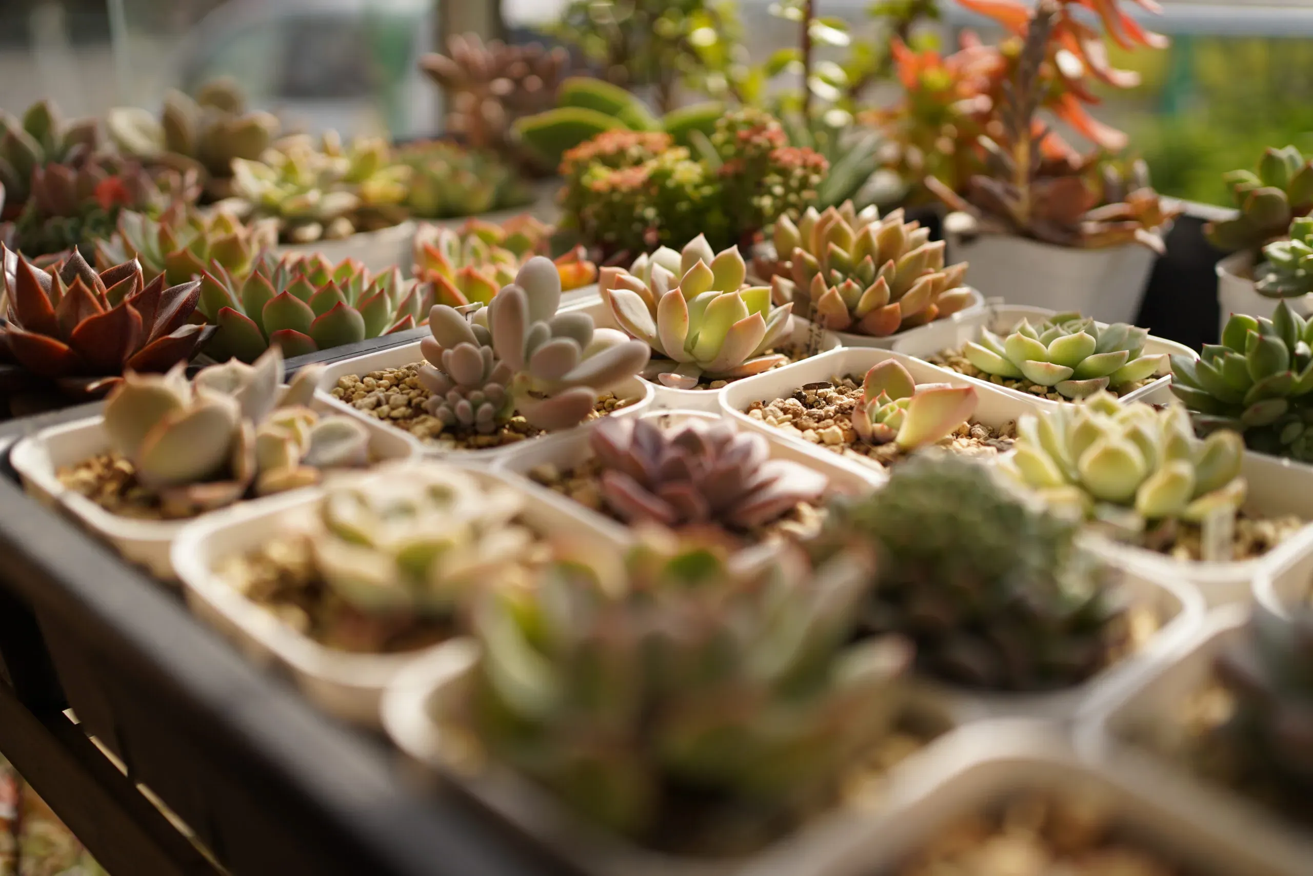 室内でも大丈夫！多肉植物の日当たり不足を解消するテクニック