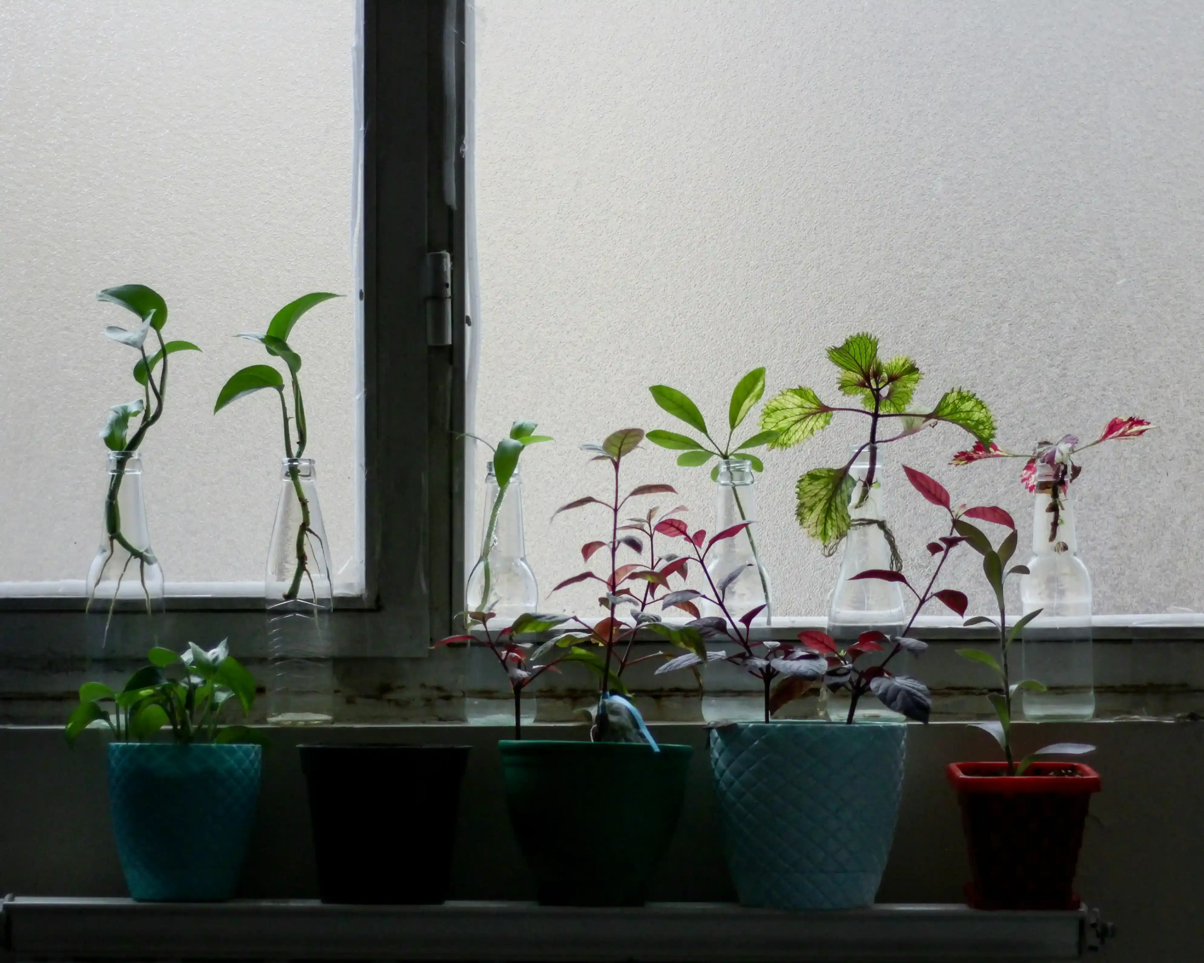 室内で多肉植物を育てる時に注意したいトラブルとその対策