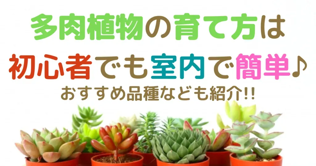 室内多肉のトラブルシューティングと日常ケア