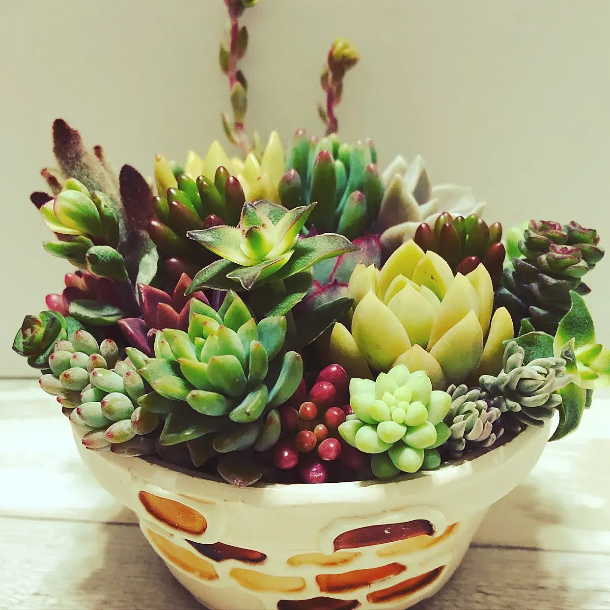 寄せ植え後の多肉植物の管理と水やり