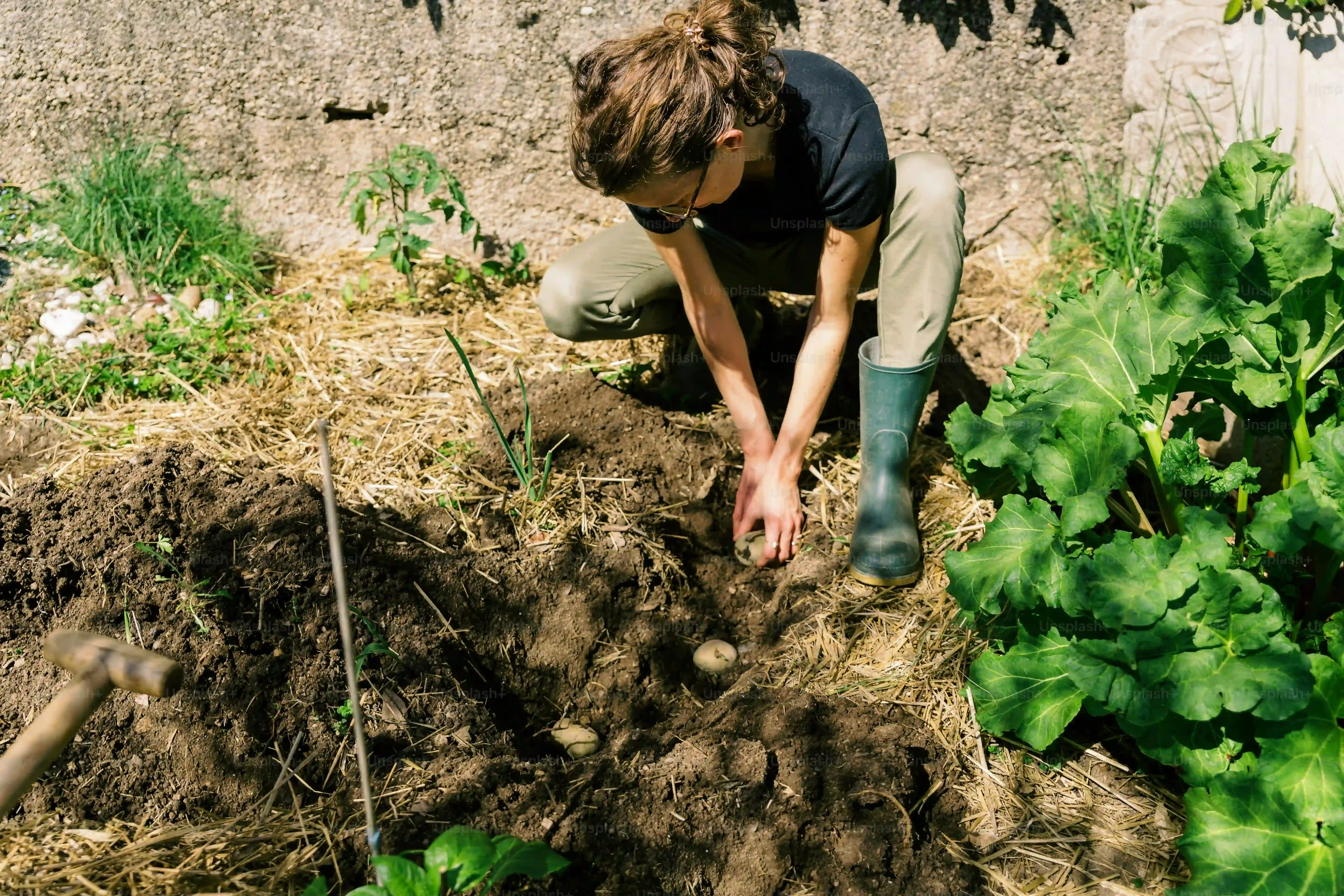 庭 多肉植物 地植えを成功させる！土作りと植え付けの基本