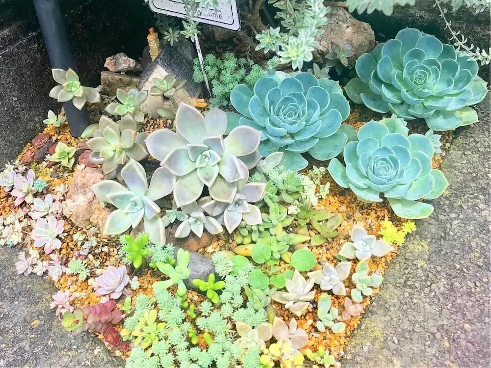 庭で多肉植物を地植え！雨ざらしでもOK？失敗しない方法を徹底解説